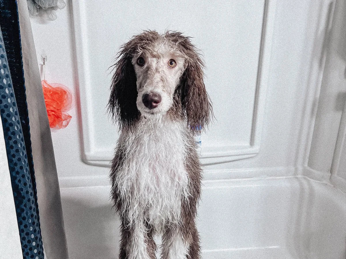 Perro mojado y despeinado dentro de la ducha después del baño